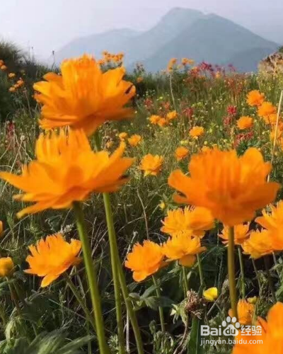 怎么养殖草本植物金莲花？