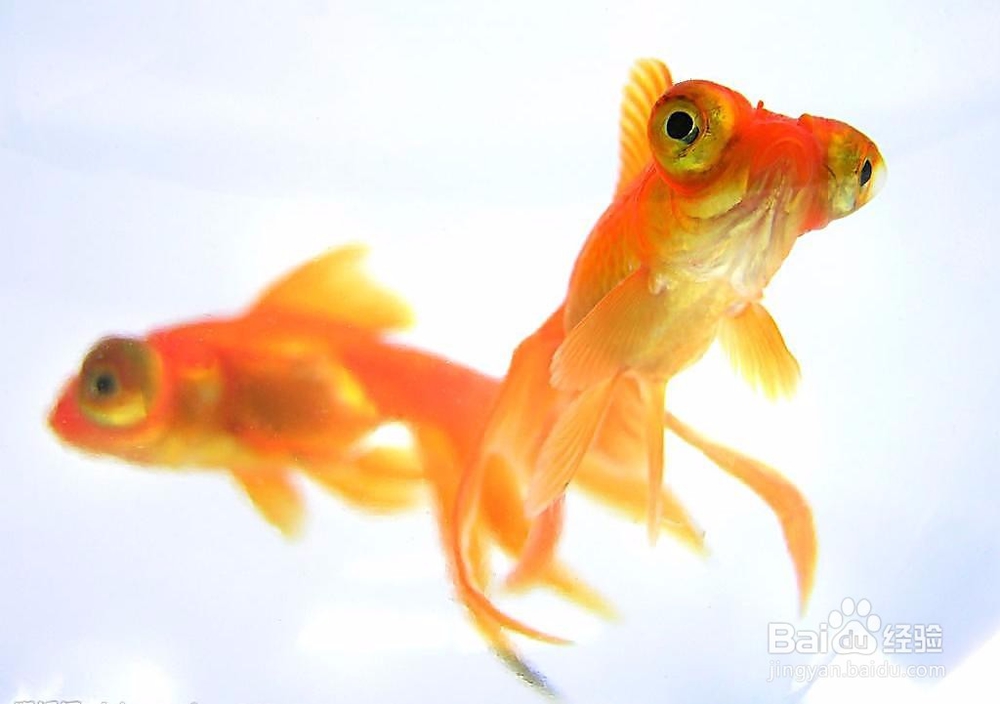 金鱼的头部、眼型、体型、鳞片变异的表现。