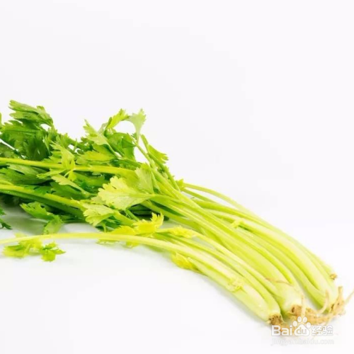 秋芹菜露天种植技术