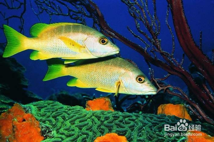 观赏鱼体质对疾病的抵抗力如何