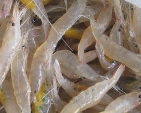 香气四溢香辣虾