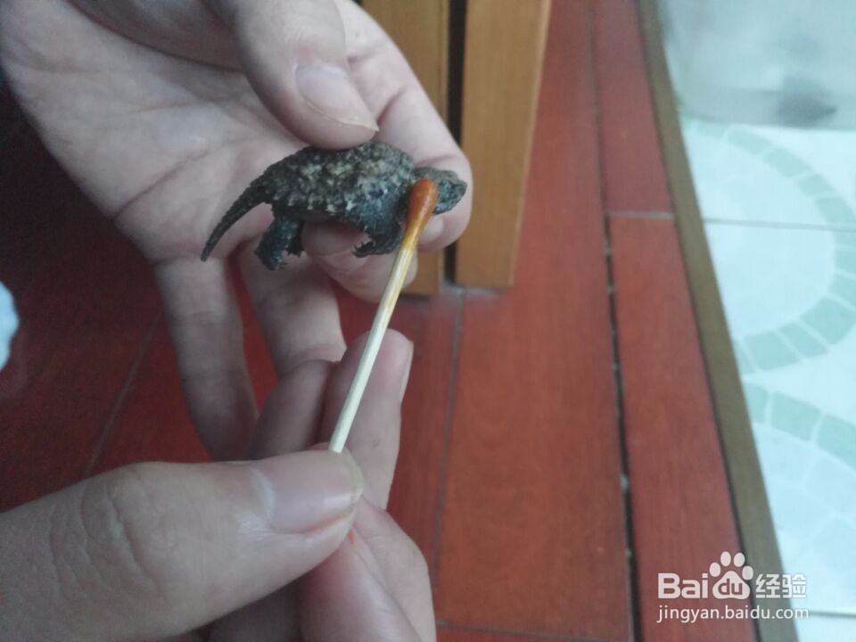 喂乌龟外用药物（碘伏等外用液体类）