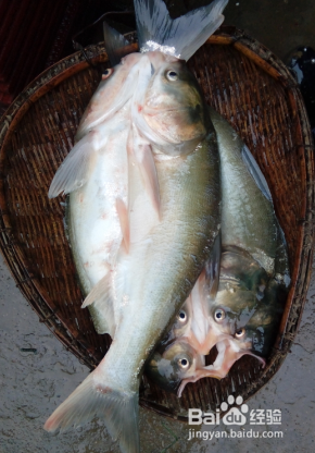 如何制作粉蒸鱼