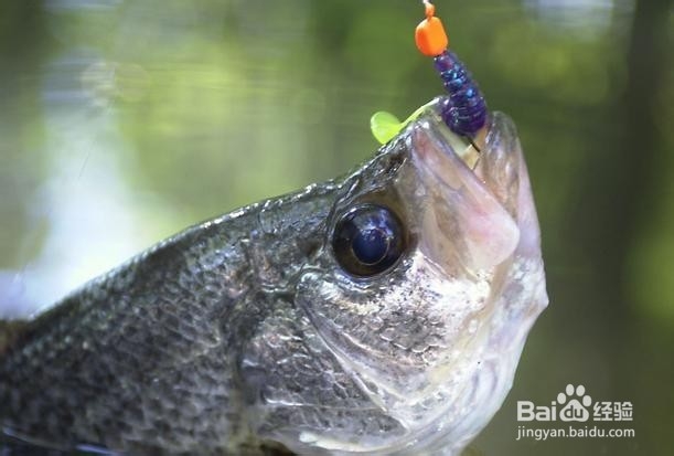 秋季夜钓技巧大全（2）
