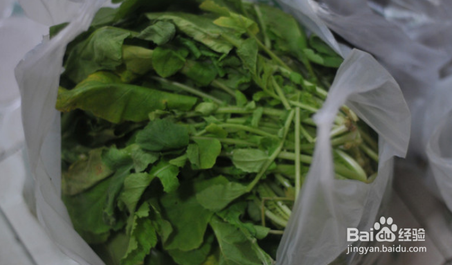 萝卜菜樱子的做法