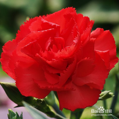 栽种康乃馨需要注意哪些？