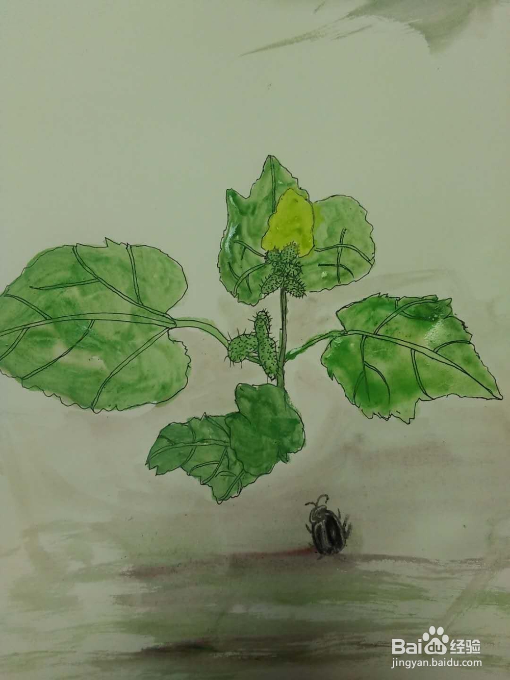 呆耳的水彩画法