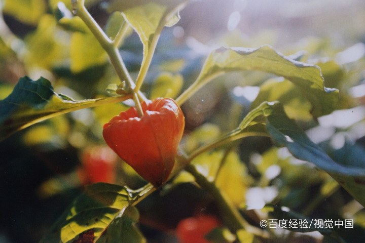 姑娘果的正确吃法