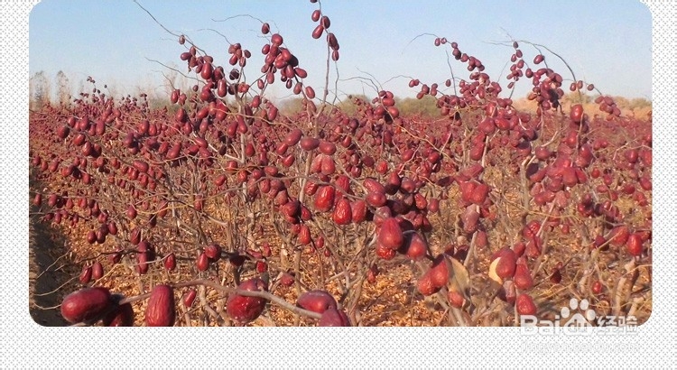 调理脾胃用红枣