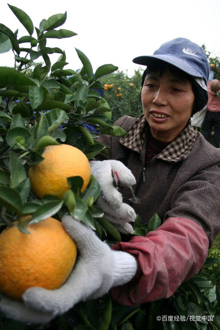 哺乳期能吃橙子吗