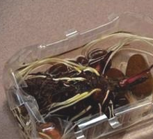 怎样把芋头水培成绿植