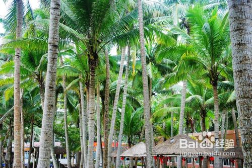 海南椰岛东郊小镇游记