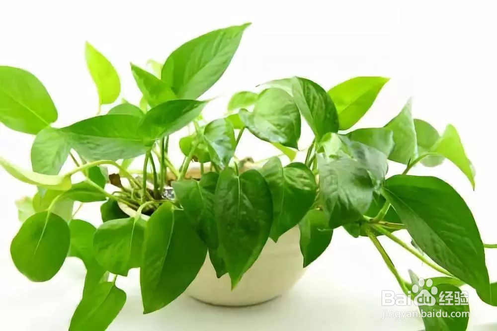 不会养花的宝宝们，试试养这几种，养不活算我输