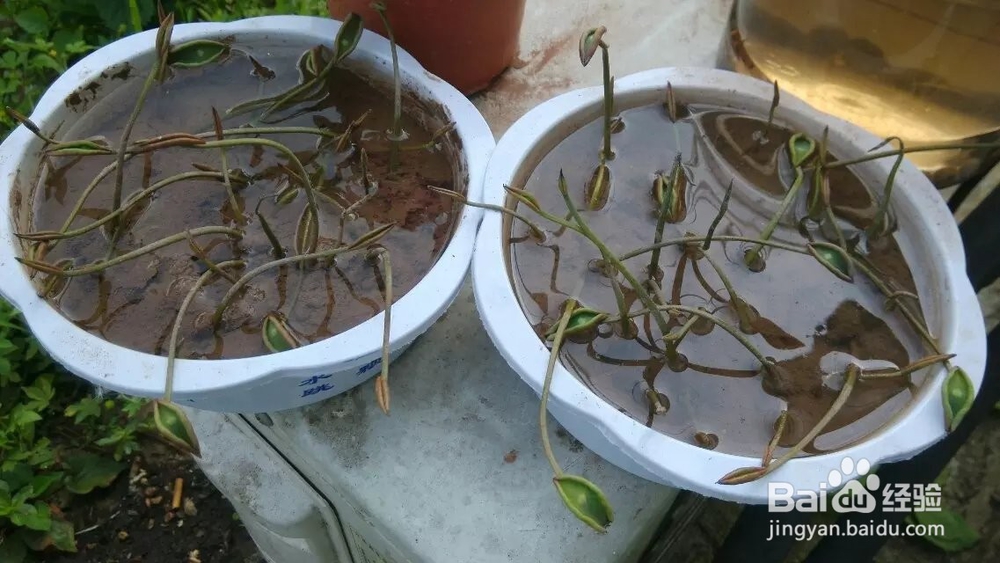 怎样在家种碗莲