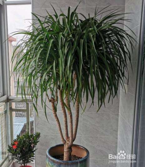 海南龙血树养护方法