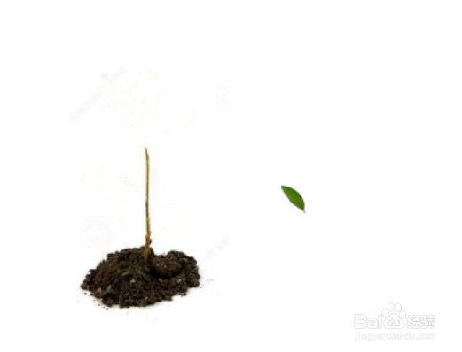 如何在ppt2013制作植物生长动画？