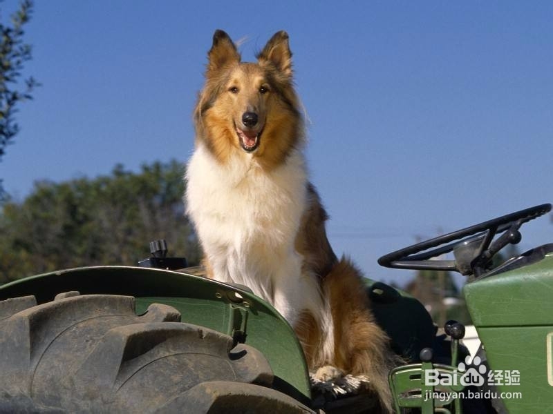 流浪狗怎么处置 遇到流浪狗怎么办