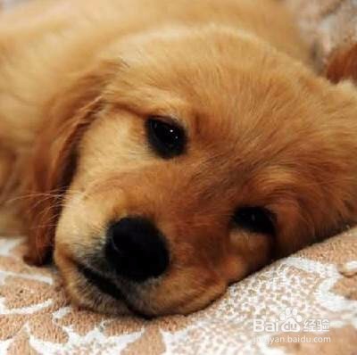 怎么知道狗狗有没有发烧了呢?