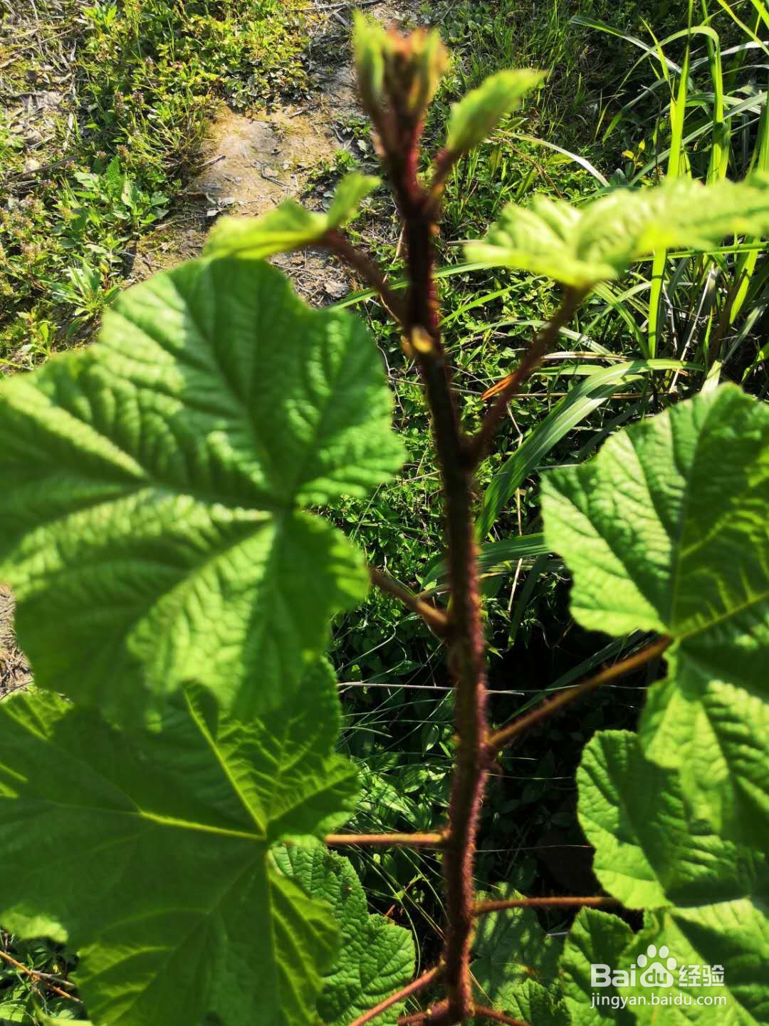 6种常见野菜的识别及处理方法
