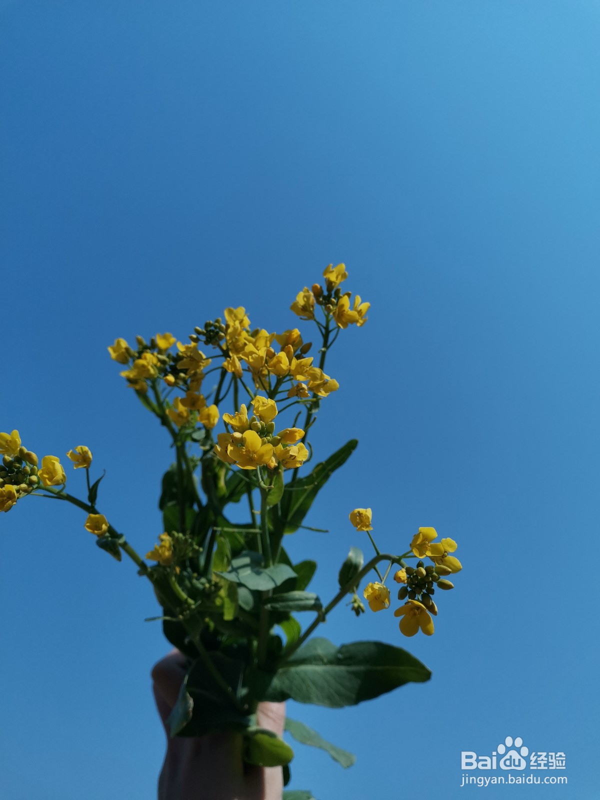 拍出好看的花朵