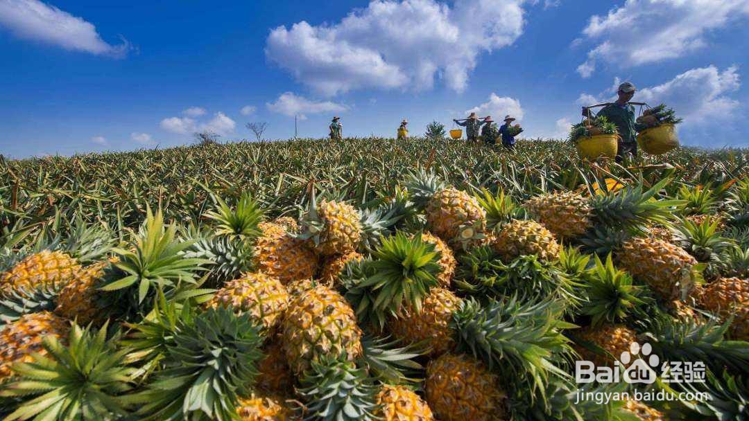 哪几种食物一定不能空腹吃