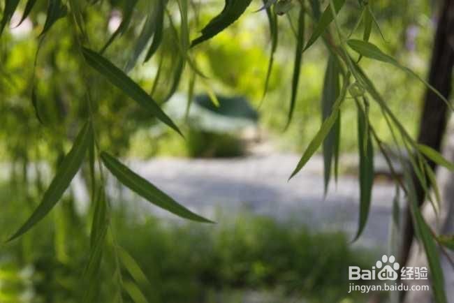 如何治脚气小偏方