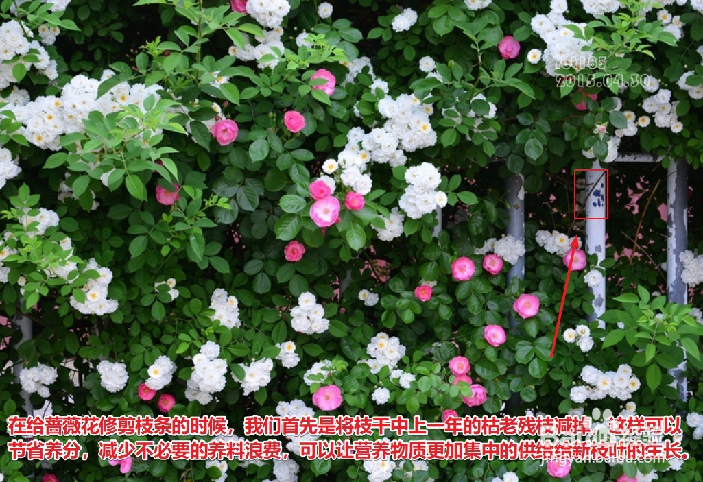 蔷薇修剪时间和方法
