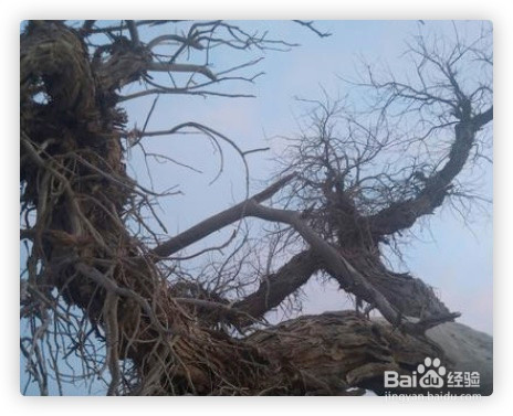 核桃树流水不止怎么办