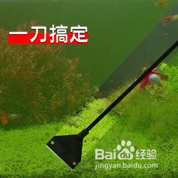 锦鲤甩籽后怎么处理鱼缸