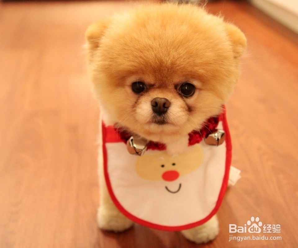 家有宠物的利与弊