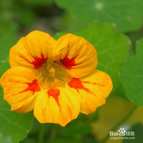 旱金莲出现烂根怎么办?