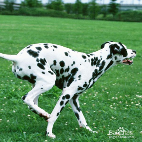 狗狗后腿发抖怎么办？