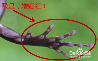 青蛙怎么分公母