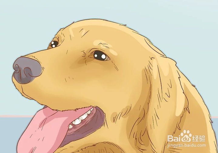 如何治疗中暑的爱犬