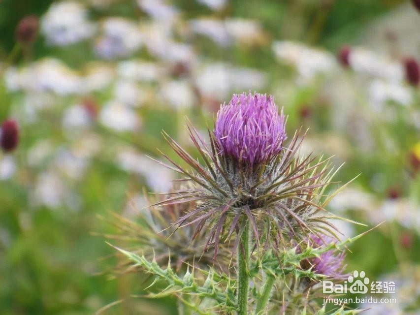 卡片机如何拍出景深效果，让自己的旅行照跟漂亮