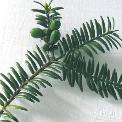 香榧的培育方法和注意事项