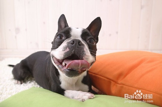 选宠物美容学校的几个建议