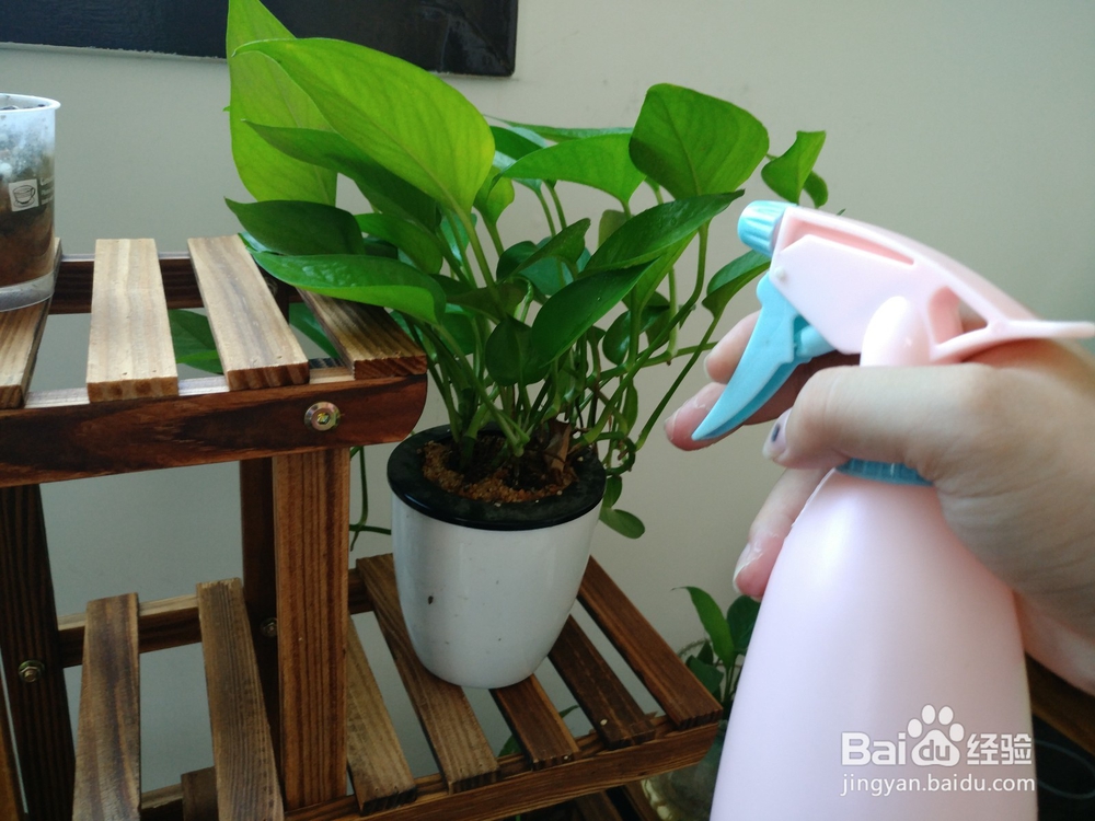 #神器#浇水神器小喷壶让植物焕然一新