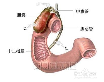 如何打扫自己的器官,保养身体(超实用)