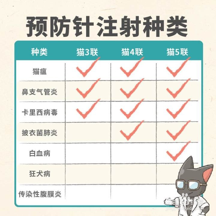 幼猫喂养攻略