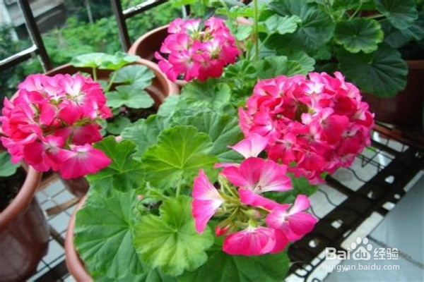 天竺葵的养殖方法和注意事项