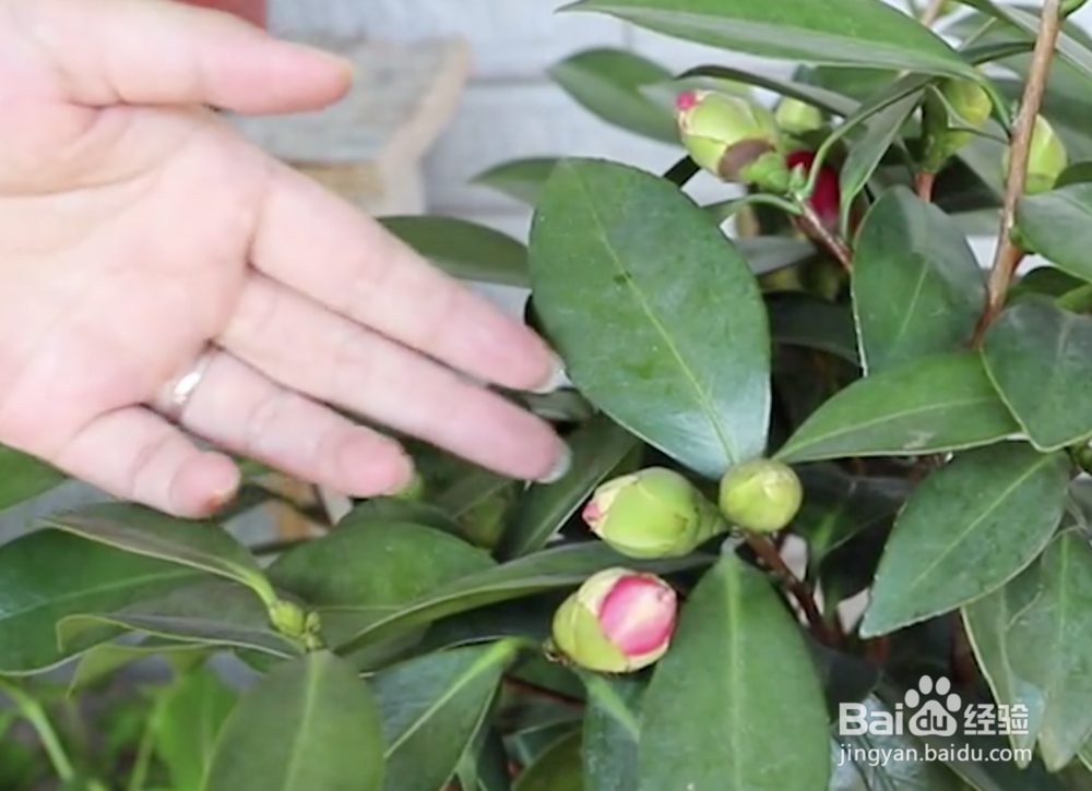 茶花修剪时间和方法