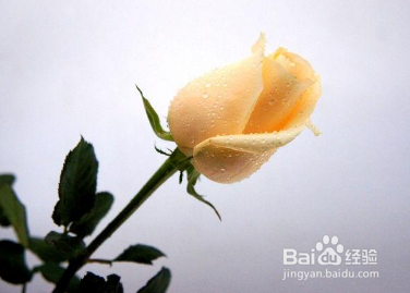 如何将照片ps成邮票?