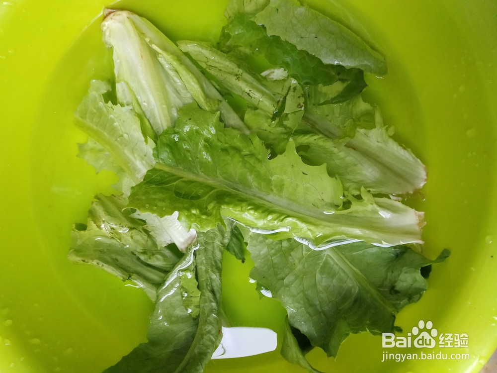 过年期间不在家,宠物鸟怎么办?