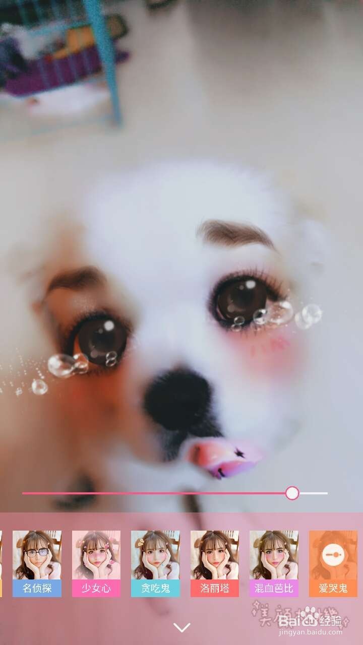 怎么用美颜相机给狗狗美颜？