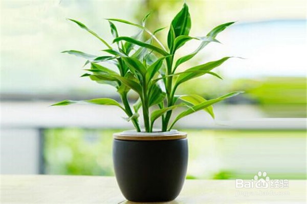 富贵竹的养殖方法和注意事项