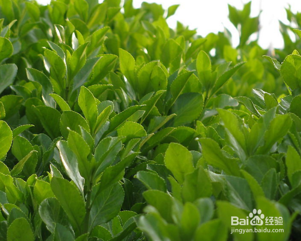 冬青叶的功效与作用有哪些?