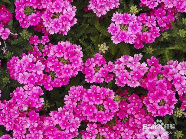 瓜叶菊怎样才能养好?