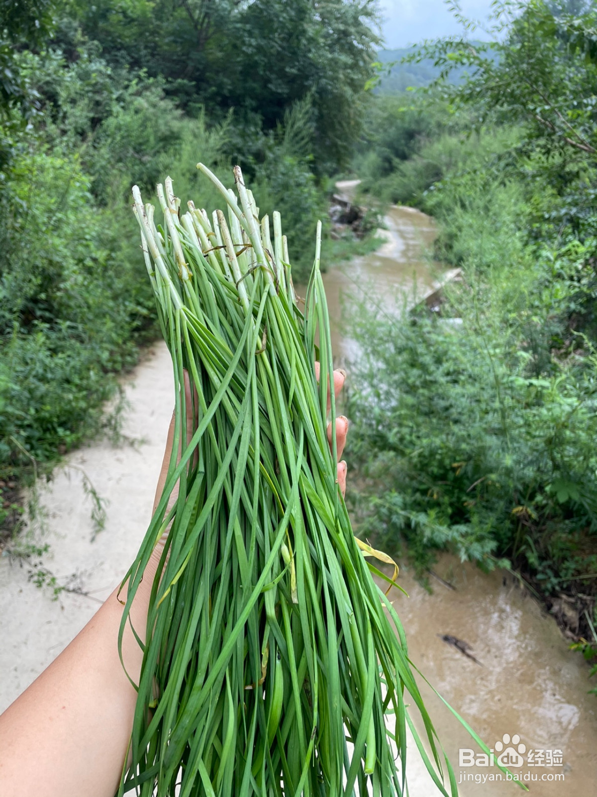 野韭菜鲜虾蒸饺的做法