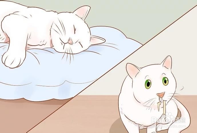 如何判断猫是否生病